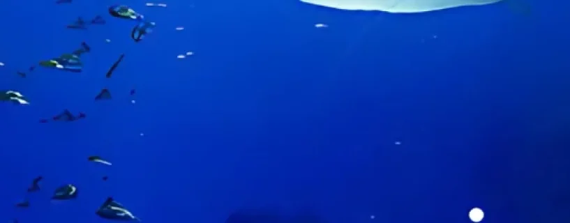Aquarium at August 32nd Free Download